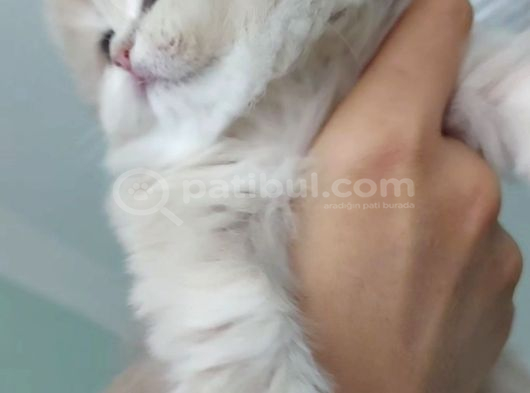Safkan British Longhair Anne Babanın Safkan Biricik Kizlari görsel
