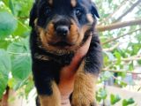 Koca Kafa Rottweiler Yavruları