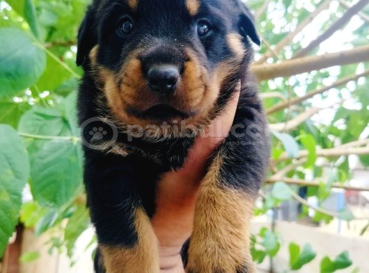 Koca Kafa Rottweiler Yavruları görsel