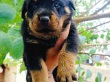 Koca kafa rottweiler yavruları