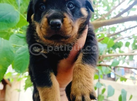 Koca Kafa Rottweiler Yavruları