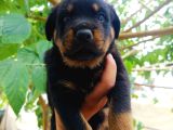 Koca Kafa Rottweiler Yavruları