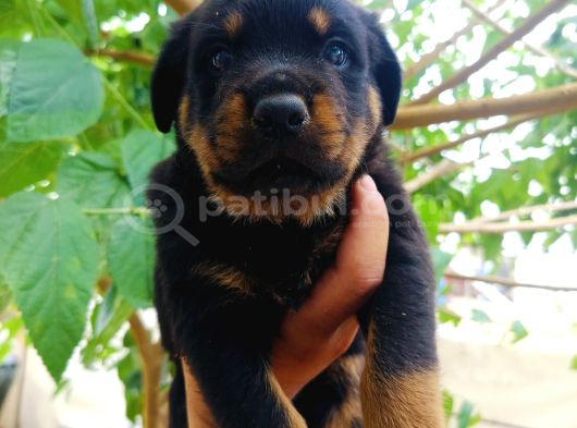 Koca Kafa Rottweiler Yavruları görsel