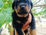 Koca Kafa Rottweiler Yavruları