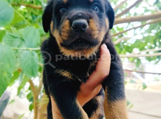 Koca Kafa Rottweiler Yavruları görsel