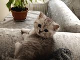 British shorthair silver yavru