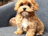 MALTİPOO CİNSİ YAVRULAR EV ÜRETİMİ