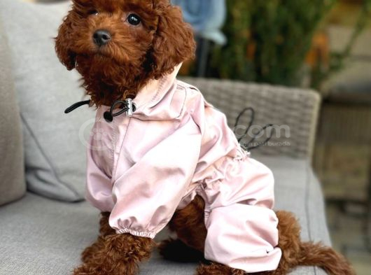 Toy Poodle Sevi̇mli̇ Yavrular Ev Üreti̇mi̇ görsel