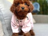 Toy Poodle Sevi̇mli̇ Yavrular Ev Üreti̇mi̇