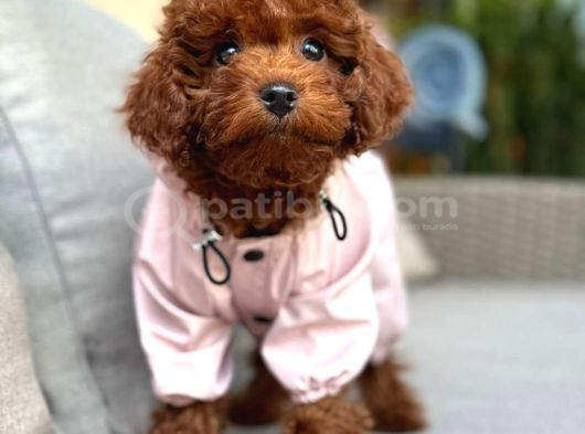Toy Poodle Sevi̇mli̇ Yavrular Ev Üreti̇mi̇ görsel