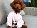 Toy Poodle Sevi̇mli̇ Yavrular Ev Üreti̇mi̇
