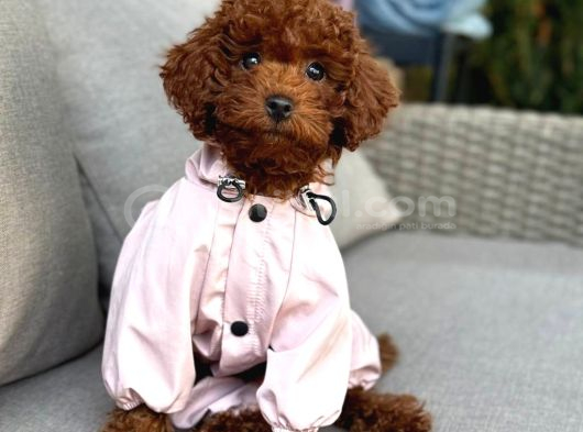 Toy Poodle Sevi̇mli̇ Yavrular Ev Üreti̇mi̇