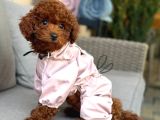 Toy Poodle Sevi̇mli̇ Yavrular Ev Üreti̇mi̇