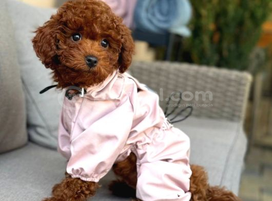 Toy Poodle Sevi̇mli̇ Yavrular Ev Üreti̇mi̇ görsel