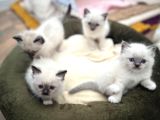 Ragdoll Bebeklerimiz Yeni Yuvalarini Bekliyor