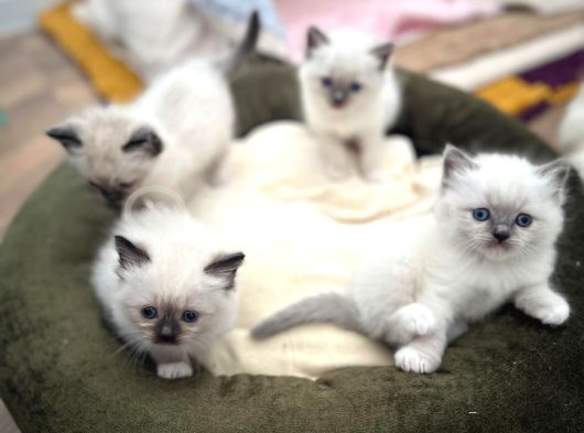 Ragdoll Bebeklerimiz Yeni Yuvalarini Bekliyor görsel
