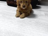 Özel Renkte Red Brown Toy Poodle