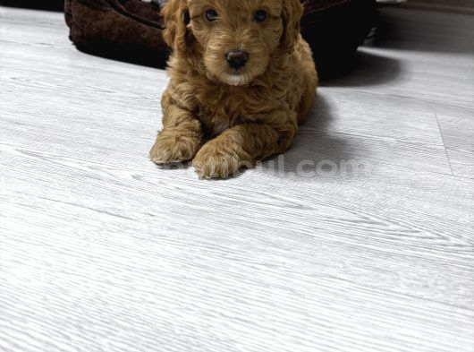 Özel Renkte Red Brown Toy Poodle görsel