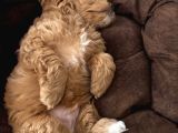 Özel Renkte Red Brown Toy Poodle