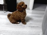 Özel Renkte Red Brown Toy Poodle