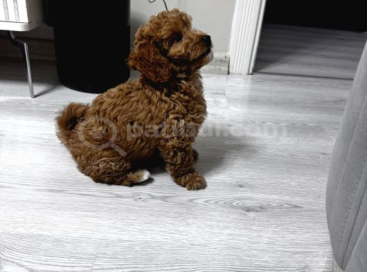 Özel Renkte Red Brown Toy Poodle görsel