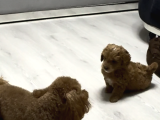 ÖZEL RENKTE RED BROWN TOY POODLE