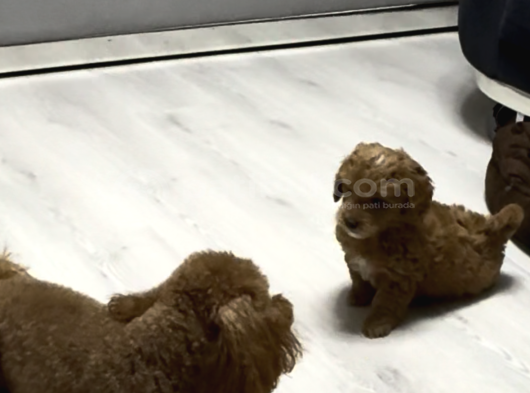 Özel Renkte Red Brown Toy Poodle