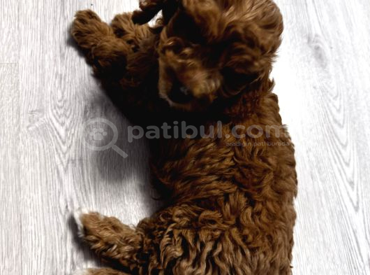 Özel Renkte Red Brown Toy Poodle görsel