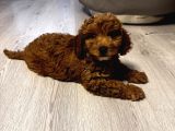 Özel Renkte Red Brown Toy Poodle