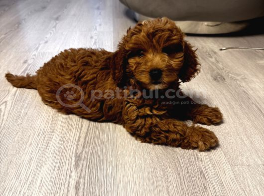 Özel Renkte Red Brown Toy Poodle görsel