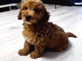 Özel Renkte Red Brown Toy Poodle