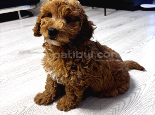 Özel Renkte Red Brown Toy Poodle görsel