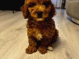 Özel Renkte Red Brown Toy Poodle