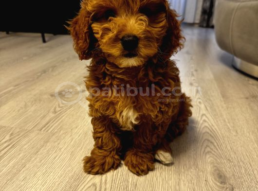 Özel Renkte Red Brown Toy Poodle görsel