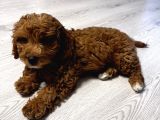 Özel Renkte Red Brown Toy Poodle