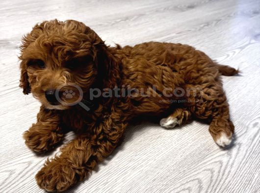 Özel Renkte Red Brown Toy Poodle görsel
