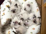 Ragdoll Bebeklerimiz Yeni Yuvalarini Bekliyor