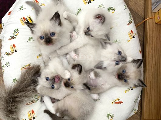 Ragdoll Bebeklerimiz Yeni Yuvalarini Bekliyor görsel