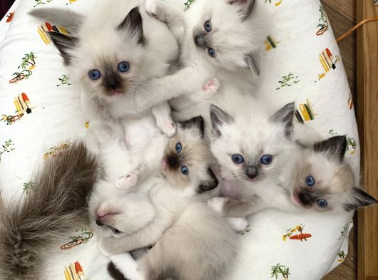Ragdoll Bebeklerimiz Yeni Yuvalarini Bekliyor