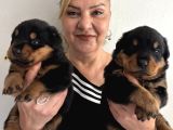 Kca Kafa Dev Gibi Rottweiler Yavrularımız