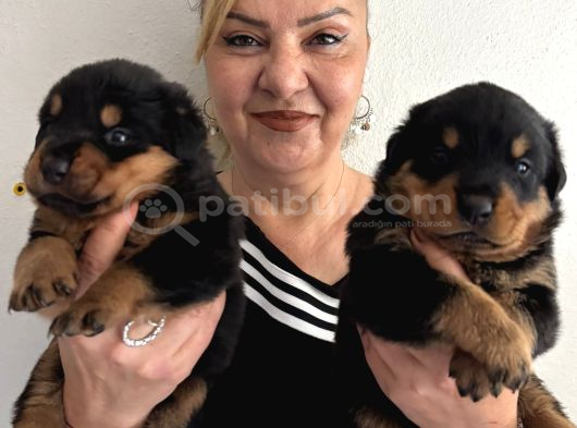 Kca Kafa Dev Gibi Rottweiler Yavrularımız görsel