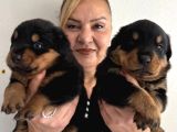 Kca kafa Dev gibi Rottweiler yavrularımız