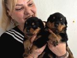 Kca Kafa Dev Gibi Rottweiler Yavrularımız