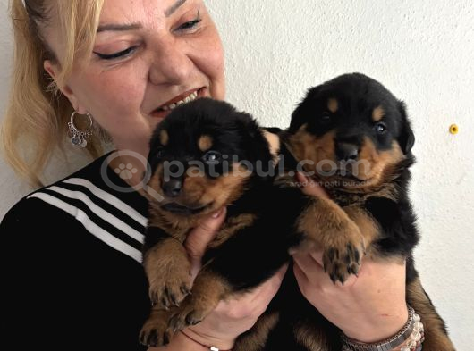 Kca Kafa Dev Gibi Rottweiler Yavrularımız görsel