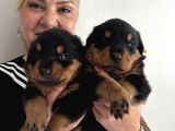 Kca Kafa Dev Gibi Rottweiler Yavrularımız
