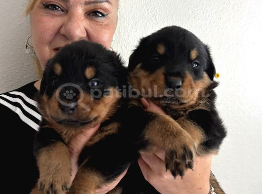 Kca Kafa Dev Gibi Rottweiler Yavrularımız görsel