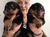 Kca Kafa Dev Gibi Rottweiler Yavrularımız