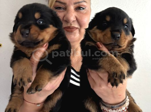 Kca Kafa Dev Gibi Rottweiler Yavrularımız görsel