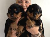 Kca Kafa Dev Gibi Rottweiler Yavrularımız
