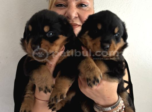 Kca Kafa Dev Gibi Rottweiler Yavrularımız görsel
